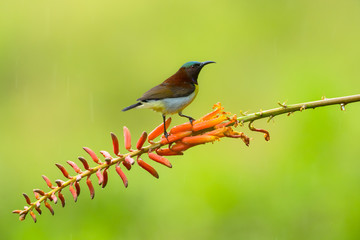 sun bird sitting on flower