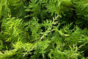 Leaves of the thuja growing in an autumn garden.