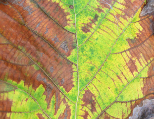 Close-up Dried Teak leaf background.