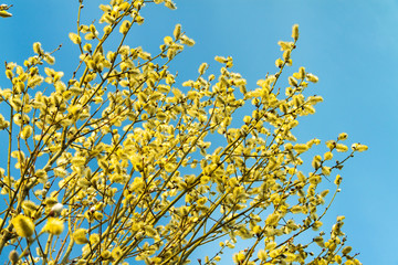spring landscape with a blooming tree on background  blue sky