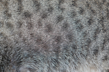 Background of cat texture. Close up grey color with black stripes cat fur.