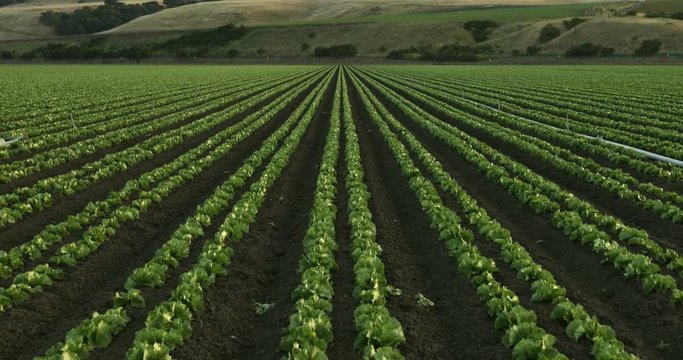 A green row of fresh crops grow on an agricultural farm field in the Salinas Valley, California USA