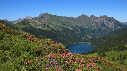Naklejka premium Alpenrosen and blue lake Arnensee. Summer day near Gstaad, Switzerland. Idyllic landscape.