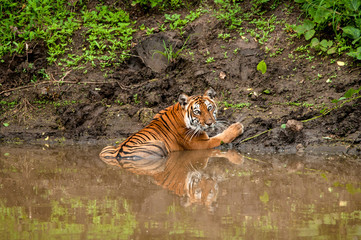 Indian tiger sitting in water