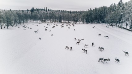 Aerial view of reindeer herd in winter Lapland Finland