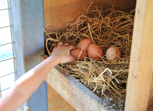 Child hand keeping eggs lie on the hay in wood box in farm.