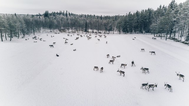 Fototapeta Aerial view of reindeer herd in winter Lapland Finland