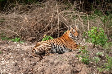 tiger sitting in Indian jungle
