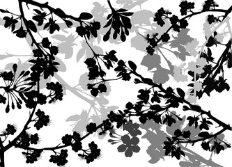 black spring background from blossoming cherry tree branches