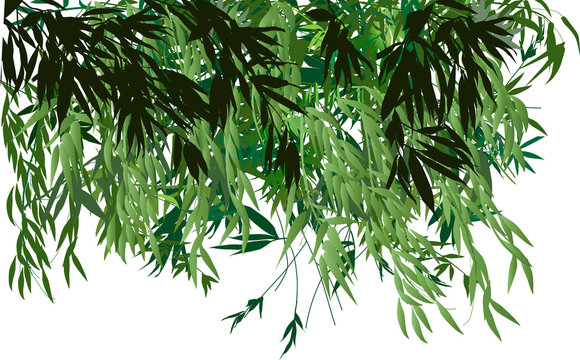lush green bamboo bush on white background