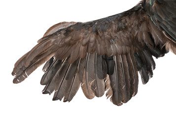 Black wing on a white background