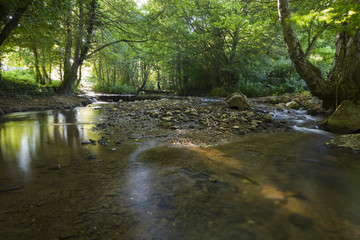 Obraz premium River Mladejka in the Strandja national park, in Bulgaria, Rocks and trees covered with moss
