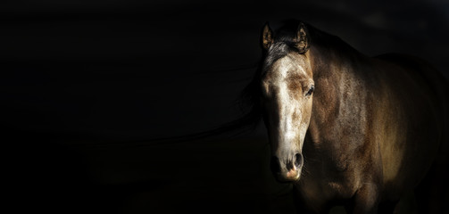 Portrait of horse head at dark background, banner.  Looks at the camera