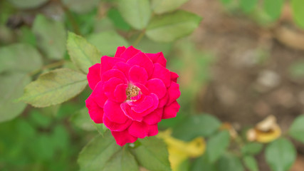 Pink rose flower in a garden.