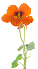 Naklejka premium bright orange nasturtium flower with bud