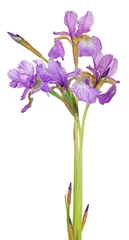 Papier Peint photo autocollant Iris bunch of small lilac iris flowers on white