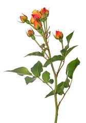 beautiful rose with seven red and yellow buds