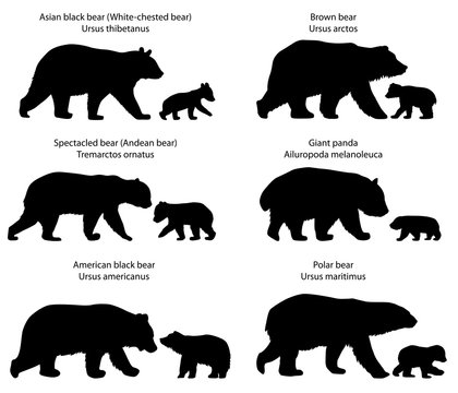 Collection of silhouettes of  different species of bears and bear-cubs