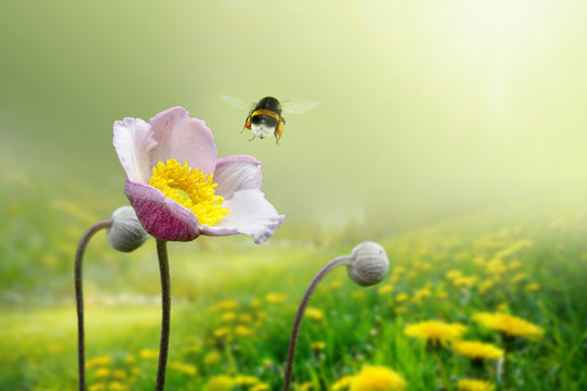Beautiful pink anemone flower on  spring yellow meadow and flying bumblebee macro on soft blurry light green background. Concept hot summer in sunshine in nature, bright warm soulful artistic image.