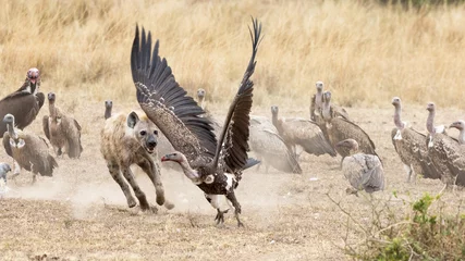 Fotobehang Hyena Hyena chasing vultures away from a kill  © Rixie