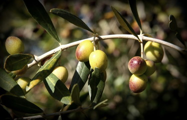 Olive trees in production