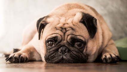 Close up of cute pug dog lying down on wooden floor at home.