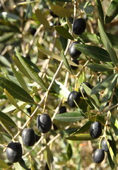 Olive trees in production