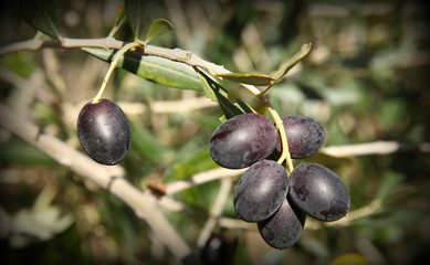 Olive trees in production