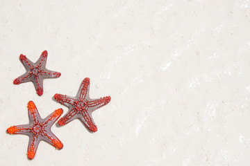 Fototapeta na wymiar Group of starfish on sandy beach background