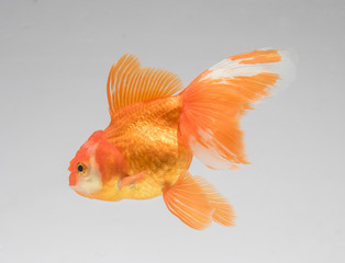 Goldfish isolate on a gray background