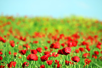 Poppies flower landscape spring season