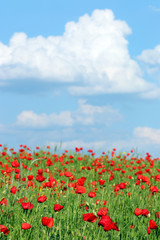 Poppies flower meadow and blue sky with clouds landscape spring season