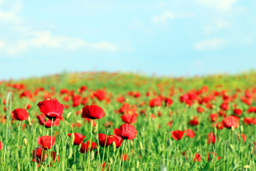 Fototapeta na wymiar Poppies flower meadow landscape spring season