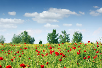 poppies flower meadow landscape