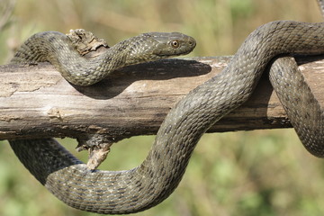 Naklejka na ściany i meble Natrix tessellata.The dice snake is a European nonvenomous snake belonging to the family Colubridae, subfamily Natricinae.