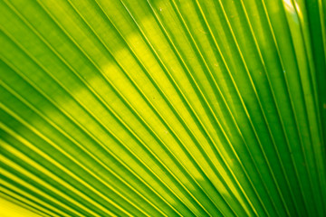 Lines and textures of Green Palm leaves