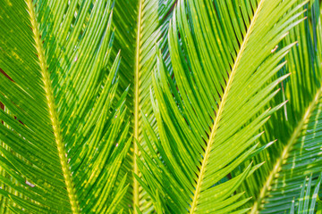 Naklejka na ściany i meble Close up Green palm leaf background
