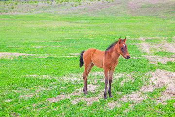 Naklejka na ściany i meble foal on the green field