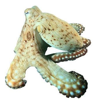 Octopus isolated. Reef (Day) octopus on white background