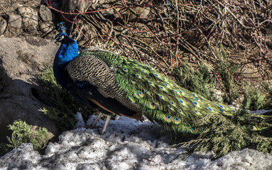Naklejka premium Peacock in the snow