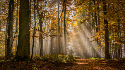 Wald Hessen Deutschland