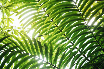 Obraz na płótnie Canvas Green leaf background texture Tropical Plant tree Nature abstract