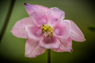 Akelei Büte Blume