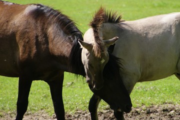 Czułe konie © Szafek26