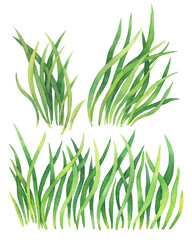 Set fresh green grass. Watercolor hand drawn painting illustration isolated on a white background. Summer natural grassy element for design, nature landscape. Organic, bio, eco label and shape. 