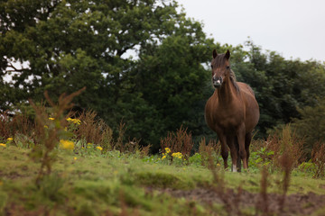 Fototapeta premium A brown female horse standing in a field 