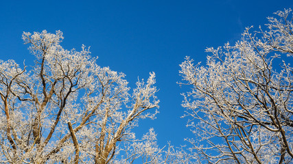The tops of the trees against the blue sky. Winter landscape with snow covered trees and the sun.
