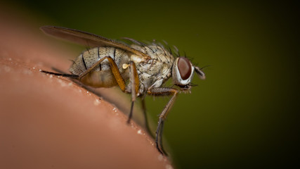Fliege Insekt Makro