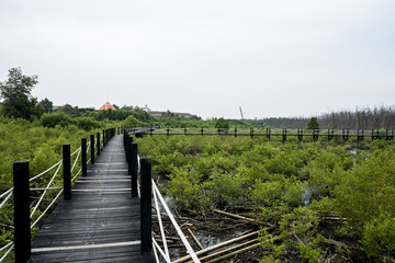 Fototapeta na wymiar Mangrove forest walkway bridge