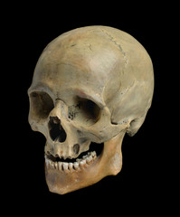 Skull of the human